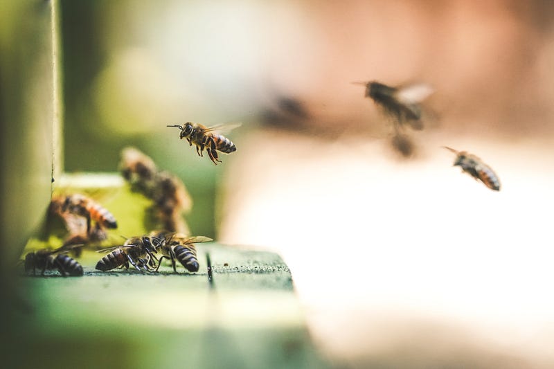 Honey bees at a hive entrance, showcasing their role in pollination.