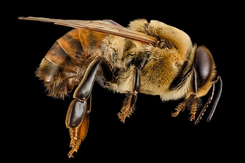 Close-up view of a honey bee, highlighting their importance in agriculture.