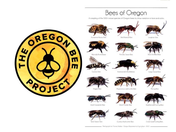 Various native bee species, emphasizing the need for conservation efforts.