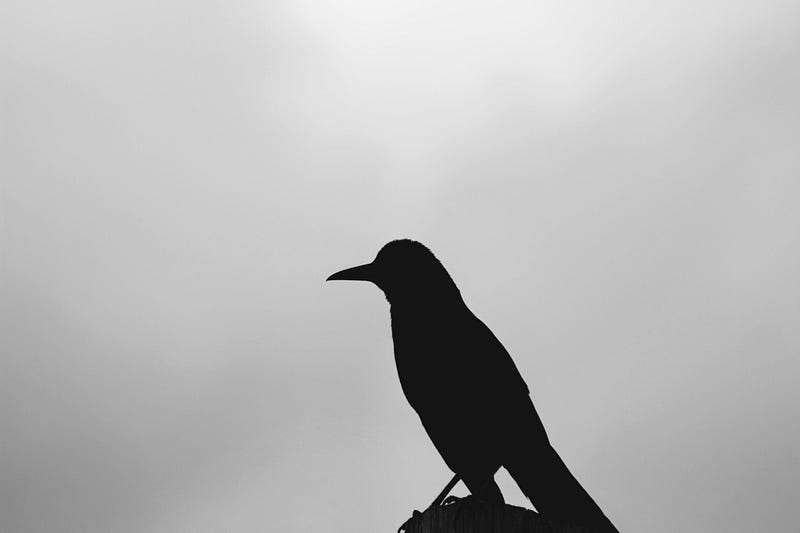 A crow perched on a branch during autumn