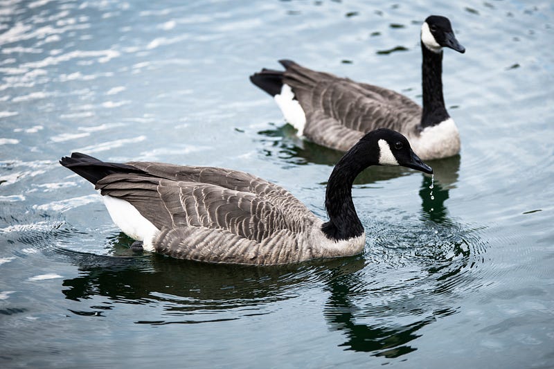 A poignant moment in nature reflecting love