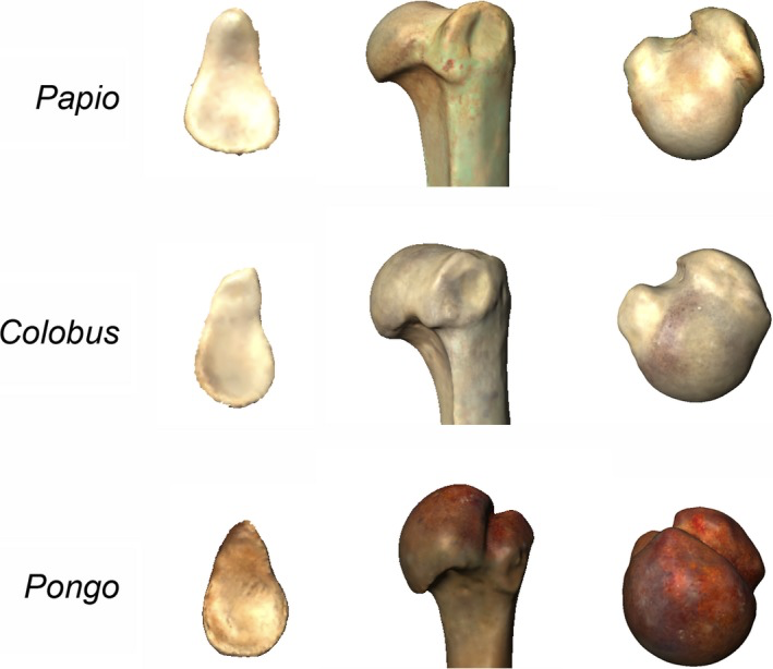 Comparative Anatomy of Primate Shoulders