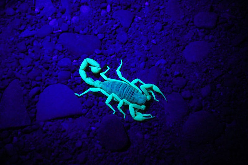 Scorpion Venom: The Most Expensive Liquid on Earth