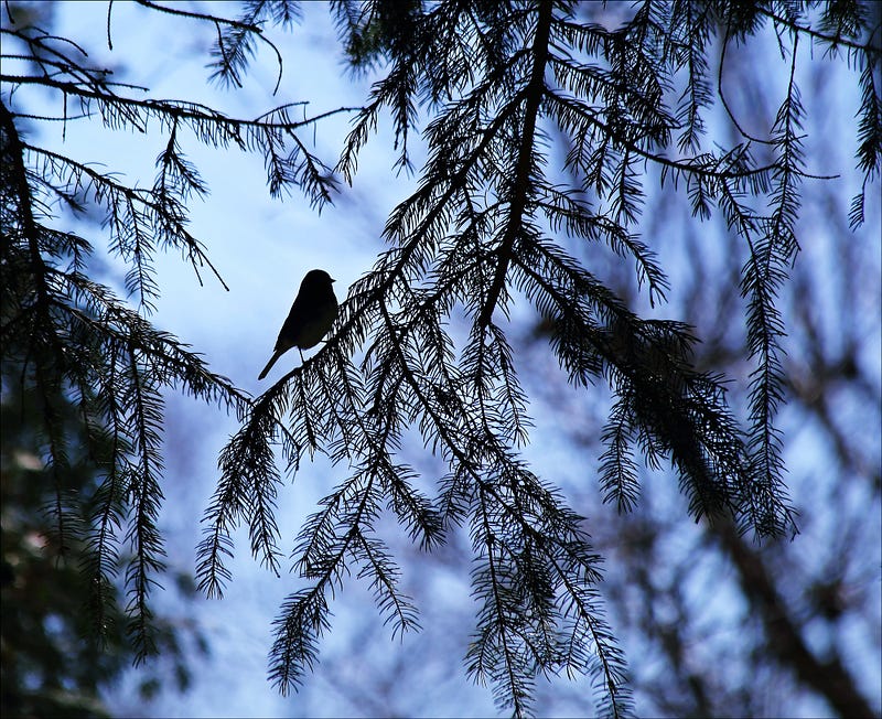 Bird perched among trees, symbolizing habitat loss